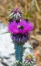 Bees over flowers weeds (closeup) Royalty Free Stock Photo