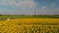 Bees over a sunflower meadow, aerial view Royalty Free Stock Photo