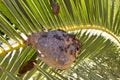 Bees in palm frond