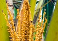 Bees on palm tree flowers Royalty Free Stock Photo