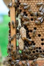 Bees are paying attention to the developing larva of the Queen Bee.