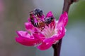 Bees And Peach Flowers Celebrate Spring