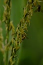 Bees perched on flowers