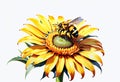 Bees perched on sunflowers on white background