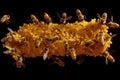 bees performing waggle dance for navigation