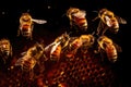 bees performing waggle dance to communicate