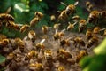 bees performing a waggle dance to communicate
