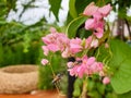 The bees on pink Mexican creeper flower