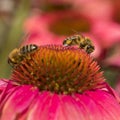 Bees on pink and red flowers of echinacea purpurea in garden Royalty Free Stock Photo