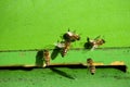 Bees Playing In Front of The Hive