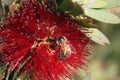 Bees pohutukawa 6121 Royalty Free Stock Photo