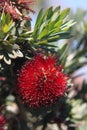 Bees pohutukawa 6028 Royalty Free Stock Photo
