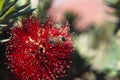 Bees pohutukawa 6072 Royalty Free Stock Photo