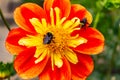 bees polenating a red orange and yellow petalled flower Royalty Free Stock Photo