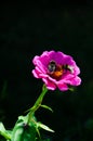 2 Bees pollenating on pink flower, black background Royalty Free Stock Photo