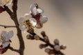 Bees pollinate apricot tree in early March Bee on flower buds in early winter