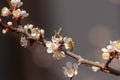 Bees pollinate apricot tree in early March Bee on flower buds in early winter