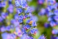 The bees pollinate the bright purple lupine in the morning Royalty Free Stock Photo