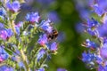 The bees pollinate the bright purple lupine in the morning Royalty Free Stock Photo