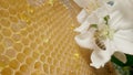 Bees pollinate flower of an apple tree against background of honeycombs with golden honey. Honey bee collecting pollen