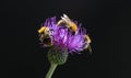 Bees pollinate a flower, mÃÂ©hecske beporozza a virÃÂ¡got Royalty Free Stock Photo