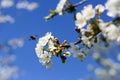 Bees pollinate the flowers of spring trees. Apiculture. Insects and plants. Royalty Free Stock Photo