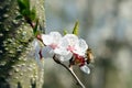 Bees pollinate the flowers of spring trees. Apiculture. Insects and plants. Royalty Free Stock Photo