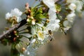 Bees pollinate the flowers of spring trees. Apiculture. Insects and plants. Royalty Free Stock Photo