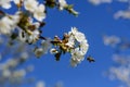 Bees pollinate the flowers of spring trees. Apiculture. Insects and plants. Royalty Free Stock Photo