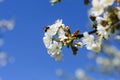 Bees pollinate the flowers of spring trees. Apiculture. Insects and plants. Royalty Free Stock Photo