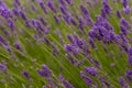 Bees pollinate lavender flowers Royalty Free Stock Photo