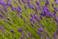 Bees pollinate lavender flowers Royalty Free Stock Photo