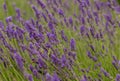 Bees pollinate lavender flowers Royalty Free Stock Photo