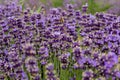 Bees pollinate lavender flowers in a lavender field. Close-up. Royalty Free Stock Photo