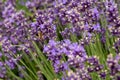 Bees pollinate lavender flowers in a lavender field. Royalty Free Stock Photo