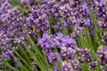 Bees pollinate lavender flowers in a lavender field. Close-up. Royalty Free Stock Photo