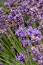 Bees pollinate lavender flowers in a lavender field. Close-up. Royalty Free Stock Photo