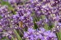 Bees pollinate lavender flowers in a lavender field. Close-up. Royalty Free Stock Photo