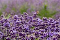 Bees pollinate lavender flowers in a lavender field. Close-up. Royalty Free Stock Photo