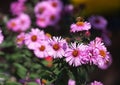 Bees pollinate pink autumn flowers