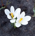 Bees pollinate white crocuses