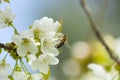Bees pollinate white flowers Royalty Free Stock Photo