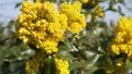 Bees pollinate yellow bushes flowers on a sunny day slow motion