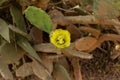 Bees pollinate a flower of Prickly Pear Cactus Royalty Free Stock Photo