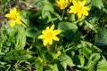 Bees pollinate yellow spring flower. Primroses in the garden. yellow spring flower Lesser celandine Ranunculus ficaria