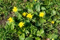 Bees pollinate yellow spring flower. Primroses in the garden. yellow spring flower Lesser celandine Ranunculus ficaria Royalty Free Stock Photo