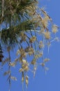 Bees pollinate yellowish flowers of a palm tree Royalty Free Stock Photo