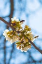 Bees pollinates spring blossom