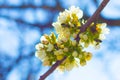 Bees pollinates spring cherry blossom