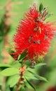 Bees collecting honey on red flower, close-up. Royalty Free Stock Photo